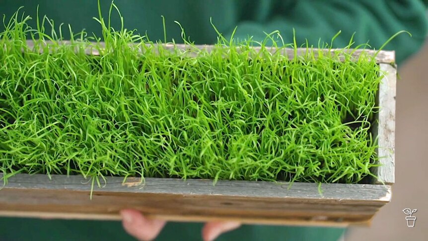A wooden planting box filled with Cat Grass.