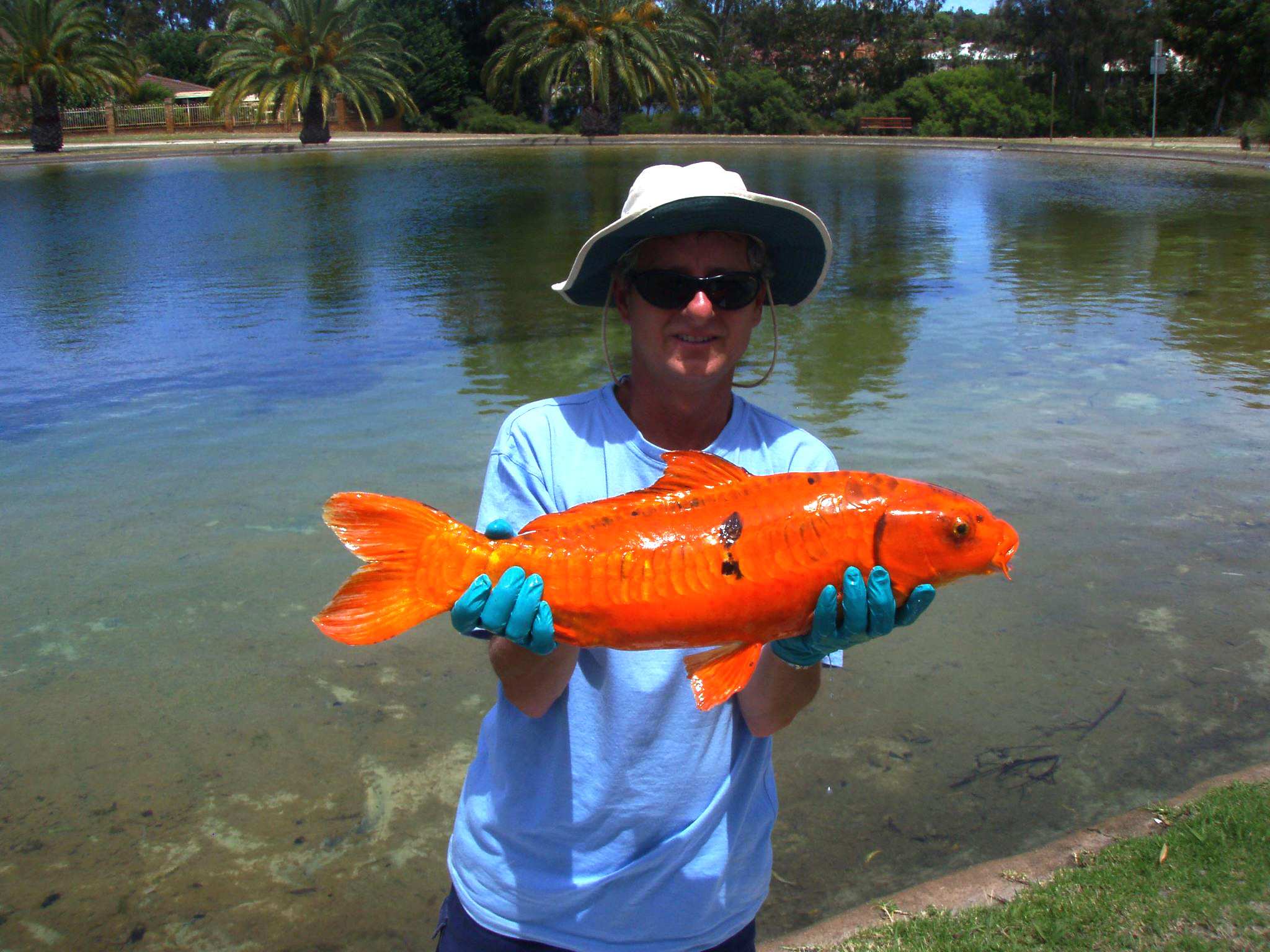 Dumped aquarium fish decimating native species, hurting habitats - ABC ...