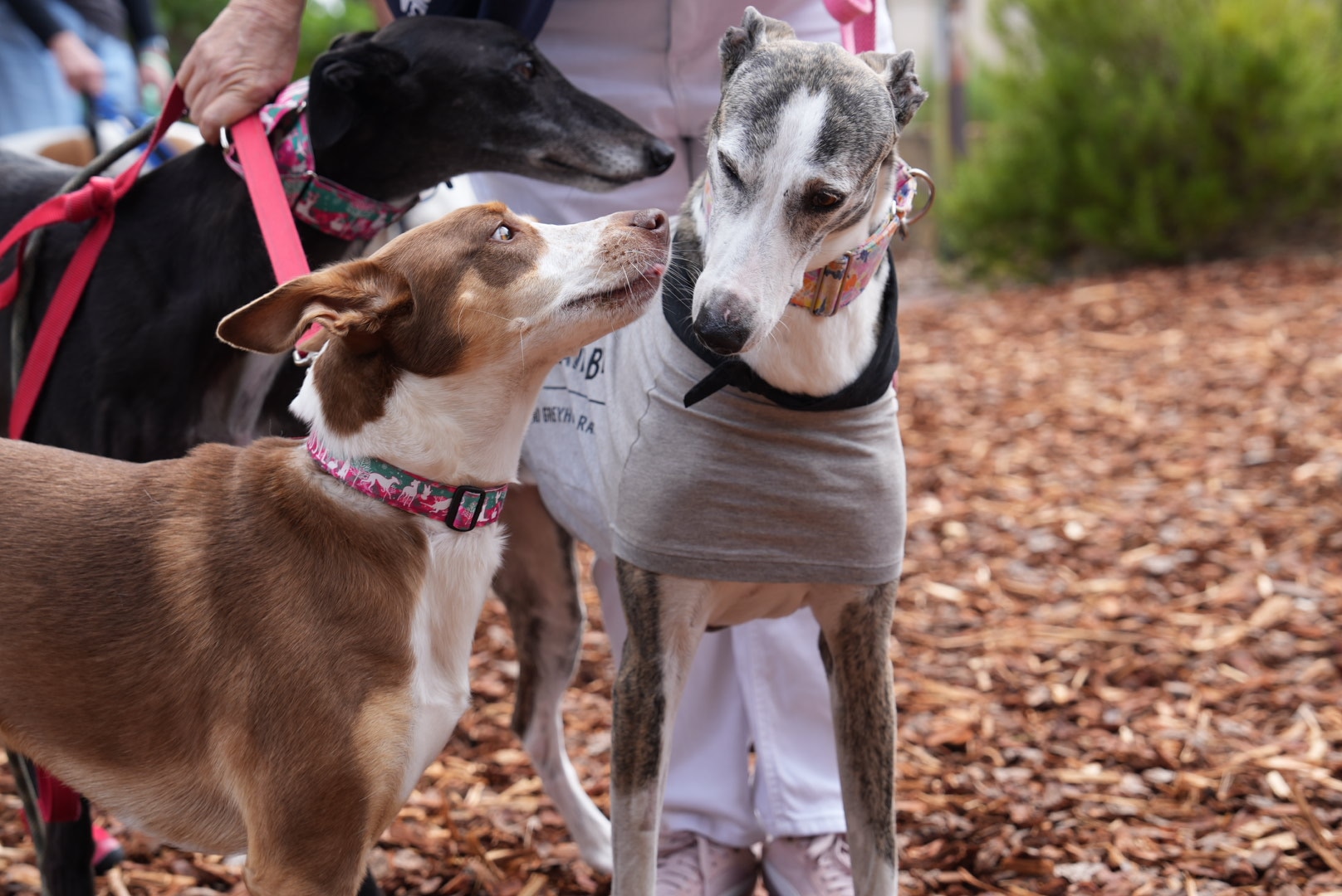 Two cute dogs, one of them a greyhound, sniff each other. 