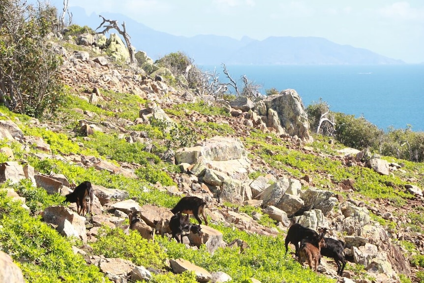 Feral goats on Pelorus Island