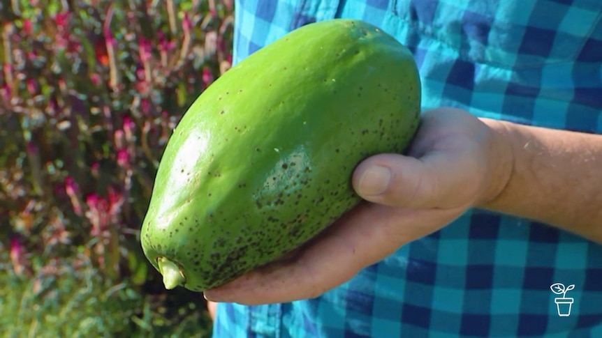 Hand holding large green pawpaw fruit