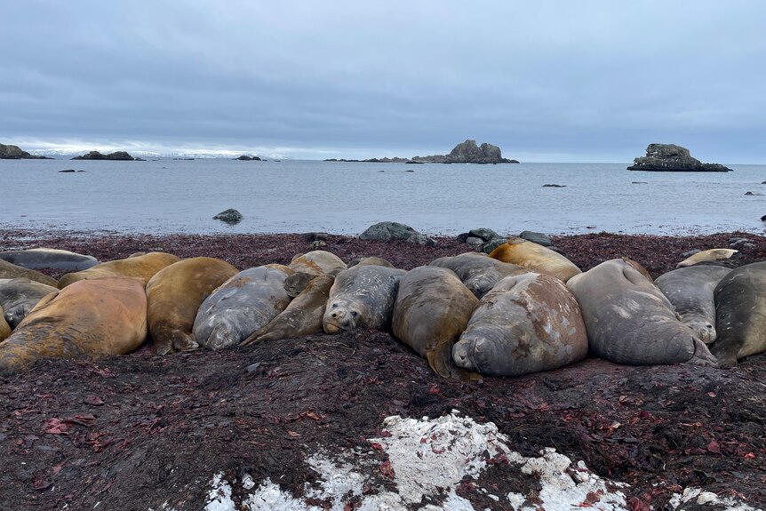 A row of seals laying on the shore.