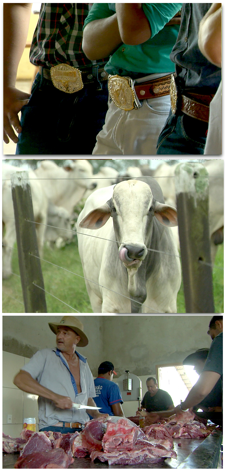 Many people who live in Novo Progresso are involved in the cattle industry.