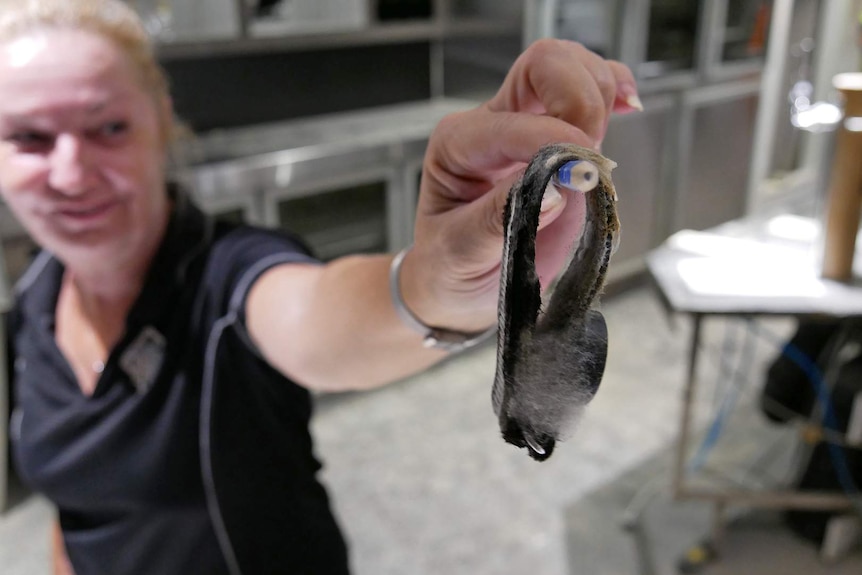 A woman out of focus holds a pencil that holds a wristband covered in mould