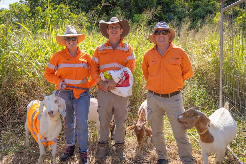 three people in hi-viz, hats, and sunnies surrounded by goats.