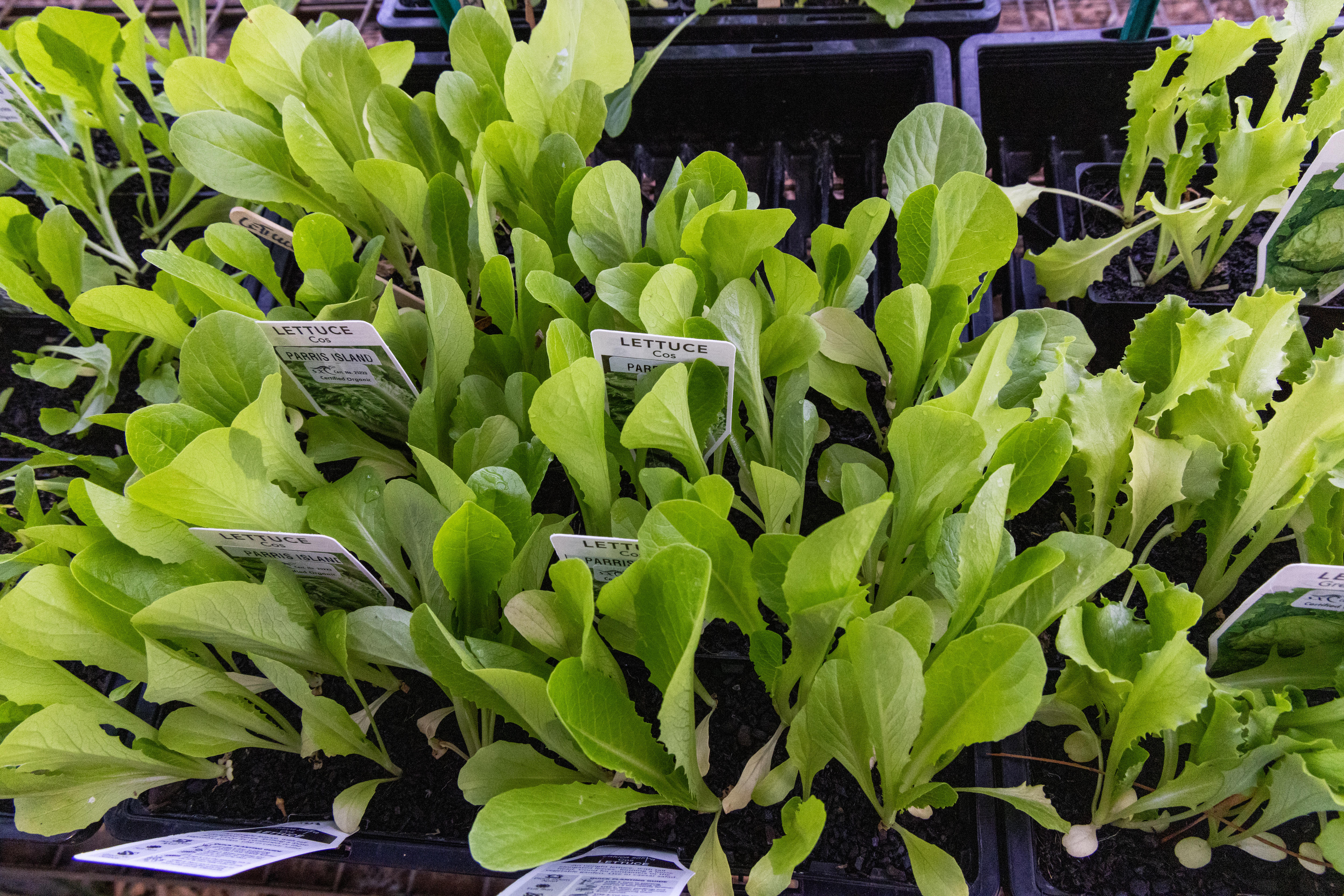 Trays  of lettuce seedlings at a nursery.