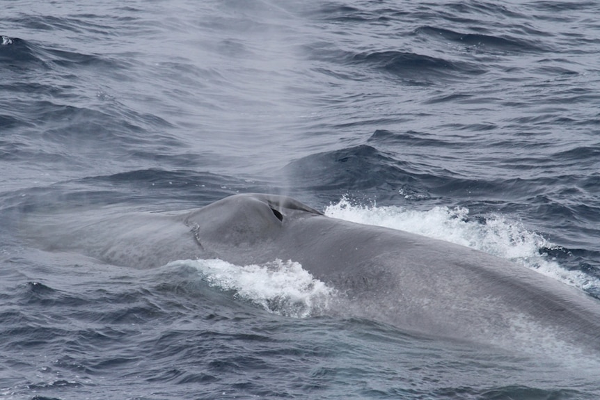 Antarctic blue whale, Australian Antarctic Division.