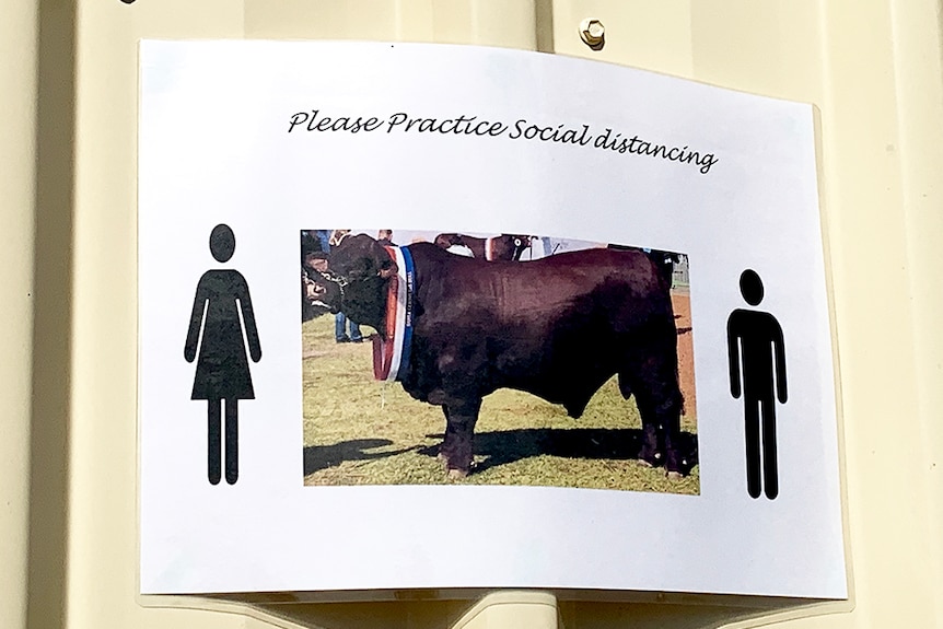 Social distancing guideline poster suggesting people stay a Santa Gertrudis bull apart.