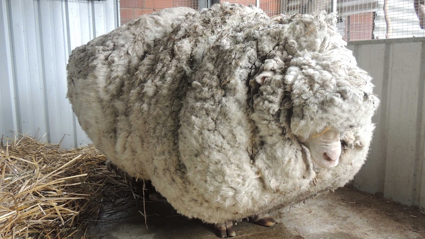 Very woolly sheep found near Canberra