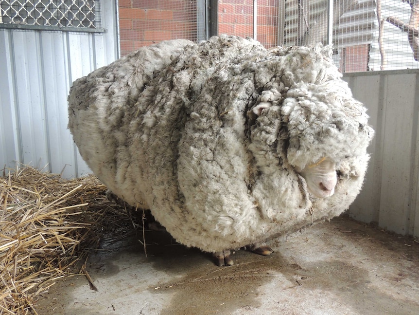 Very woolly sheep