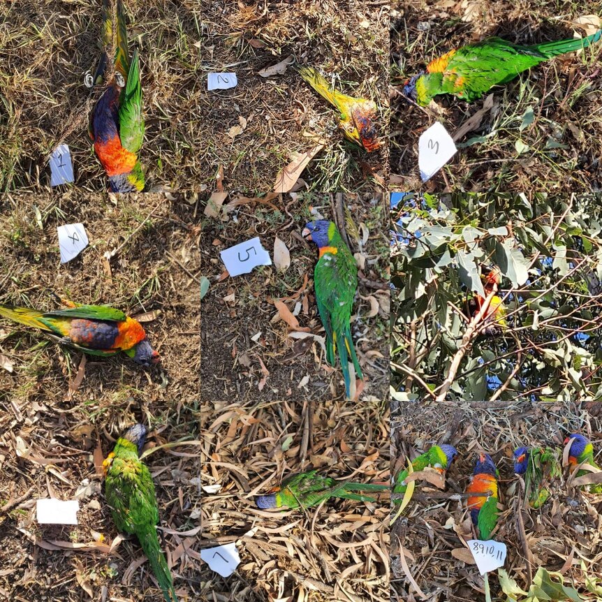 Lorikeets shown dead on the ground, beside numbers on paper.