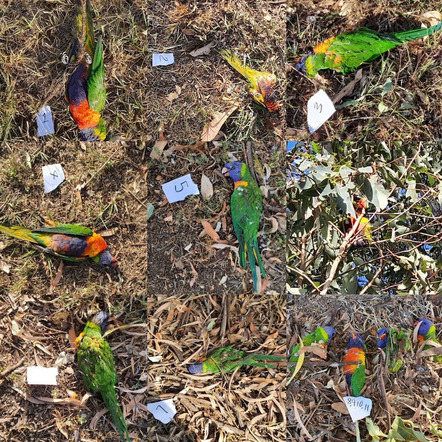 Lorikeets shown dead on the ground, beside numbers on paper.