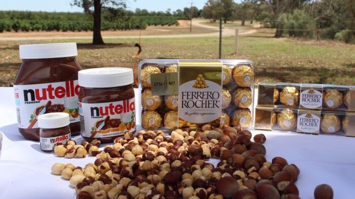 Hazelnut ini akan digunakan untuk produk coklat Nutella dan Ferrero Rocher.