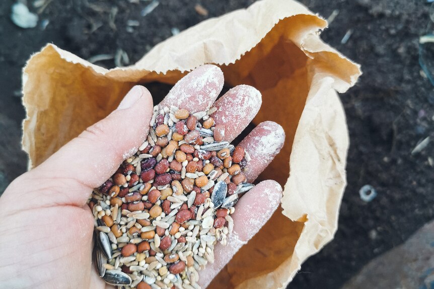 Koren's hand holds a pile of summer green manure mix seeds