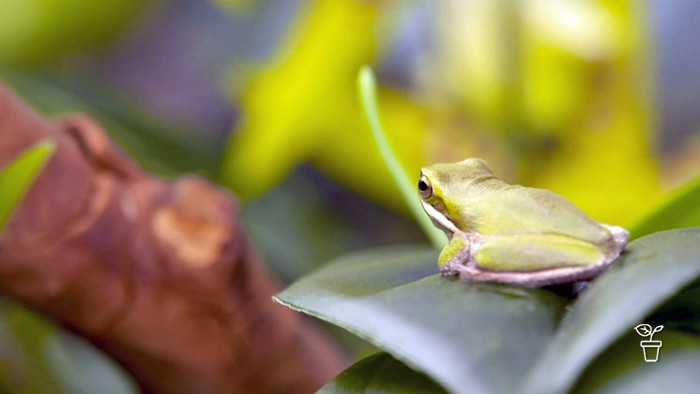 Small frog sitting on a leaf