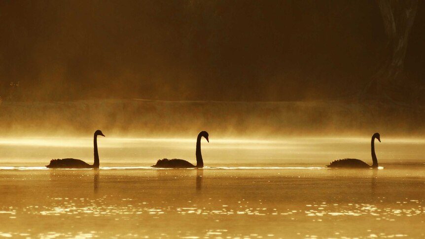 Swans at Mildura