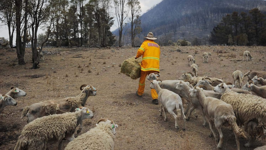 Hunter farmers have so far donated dozens of bales of hay to send to farmers in fire ravaged Coonabarabran.