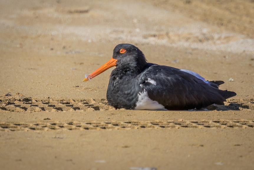 A pied oyster catcher rests in tire tracks at Coffin Bay National Park's Long Beach.