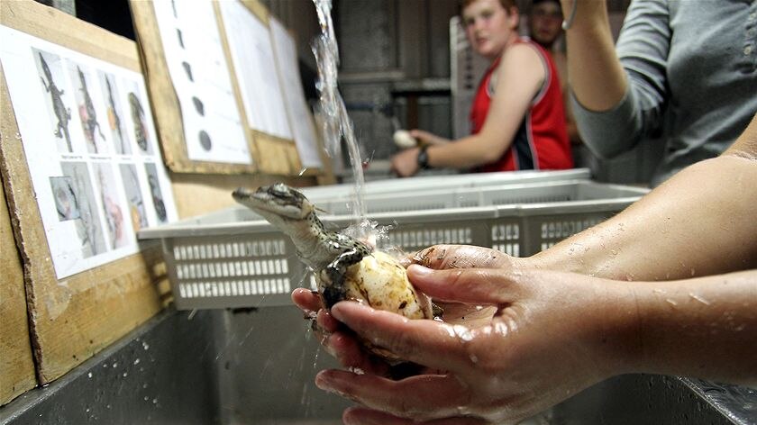 A crocodile from one of the eggs while the egg is being washed.