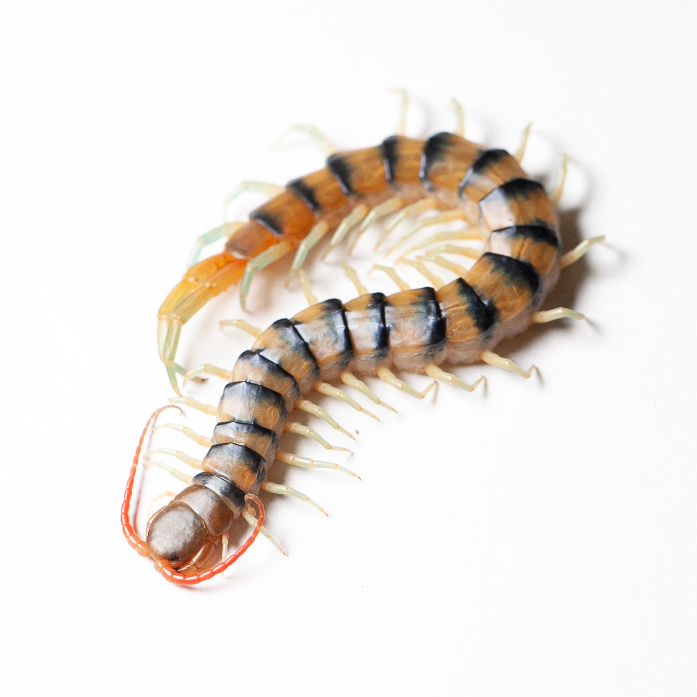 Red-headed centipede