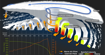 Cyclone anatomy thumb