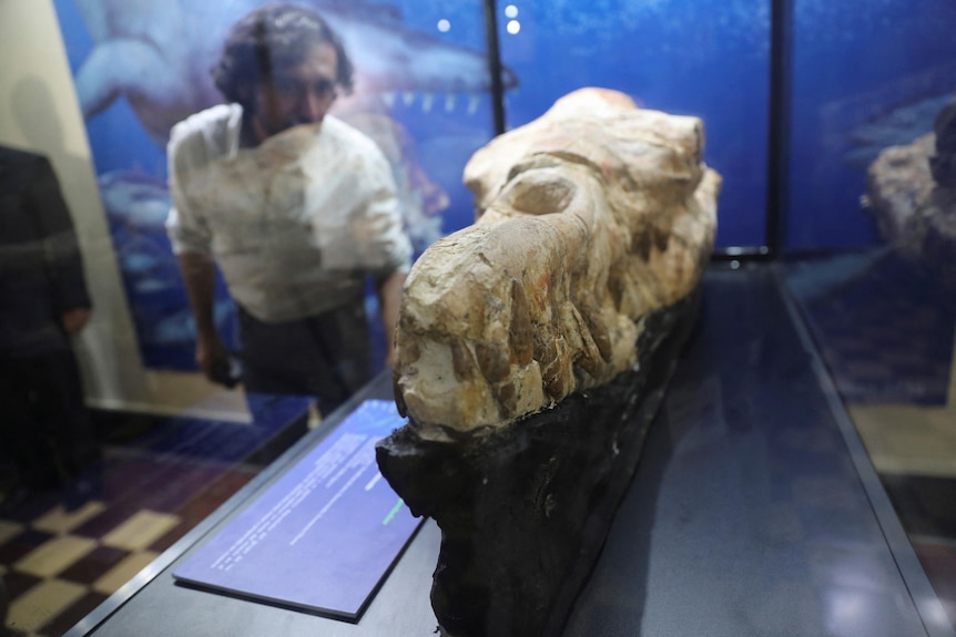a man can see looking through a display case housing the skull of an ancient marine dinosaur at a museum
