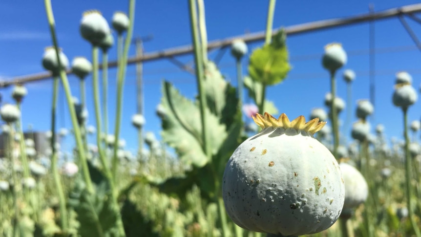 long stands of poppy capsules