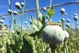 long stands of poppy capsules