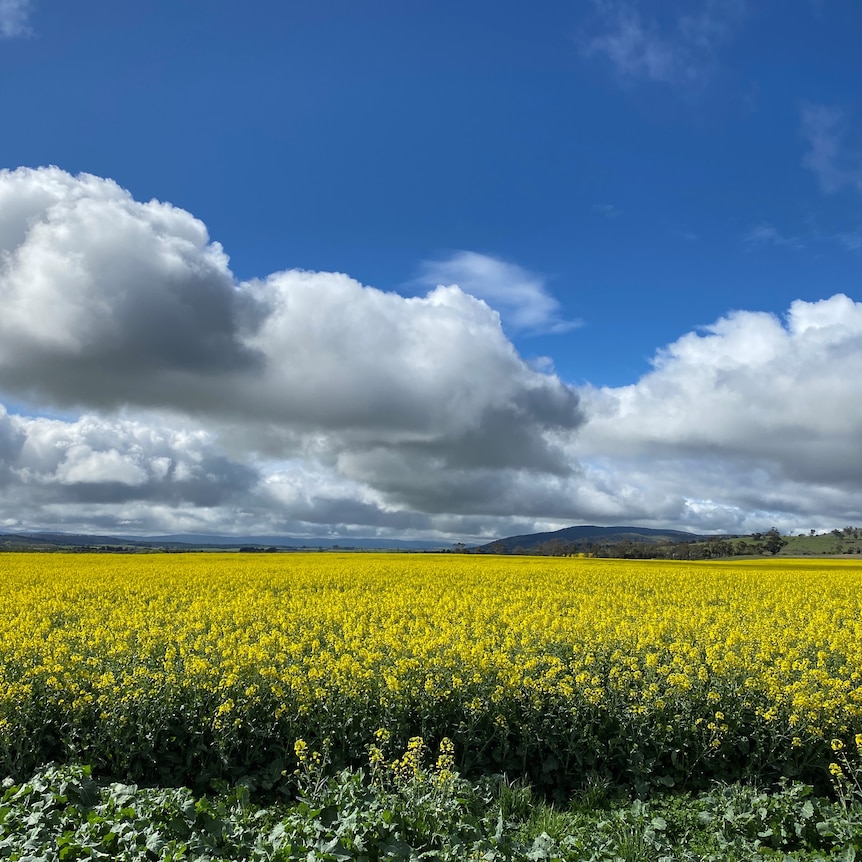 A field of bright yellow flowers, stretches out under a cloudy sky 