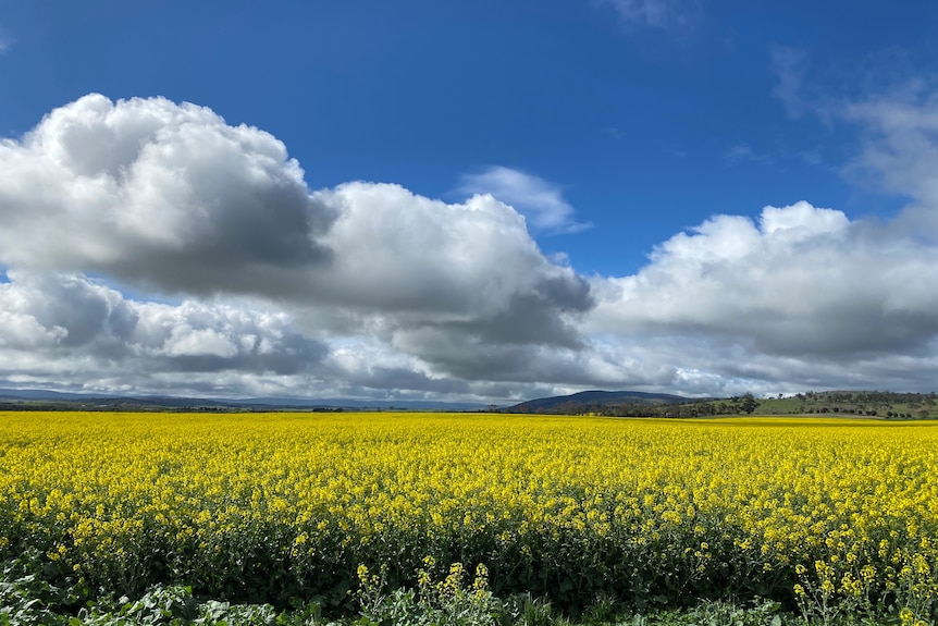 A field of bright yellow flowers, stretches out under a cloudy sky 