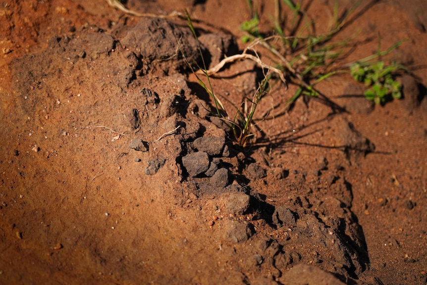 A close-up photo of soil in Adelaide's north.