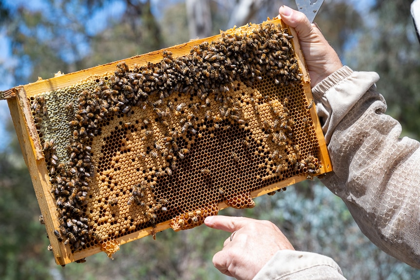 A wooden frame filled with honeycomb and bees. 
