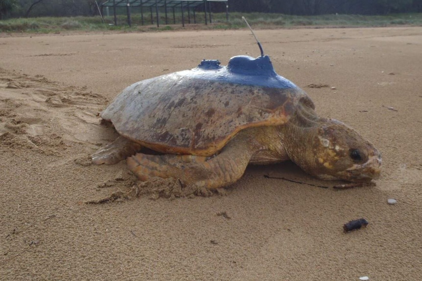 Sea turtles change direction with sunrise to help them track their way home.