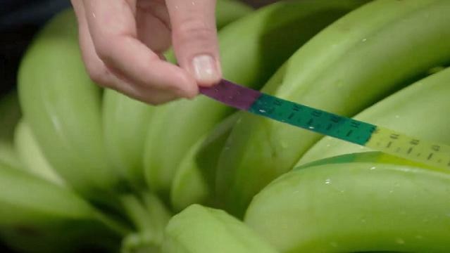 Hand holds ruler against bunch of green bananas