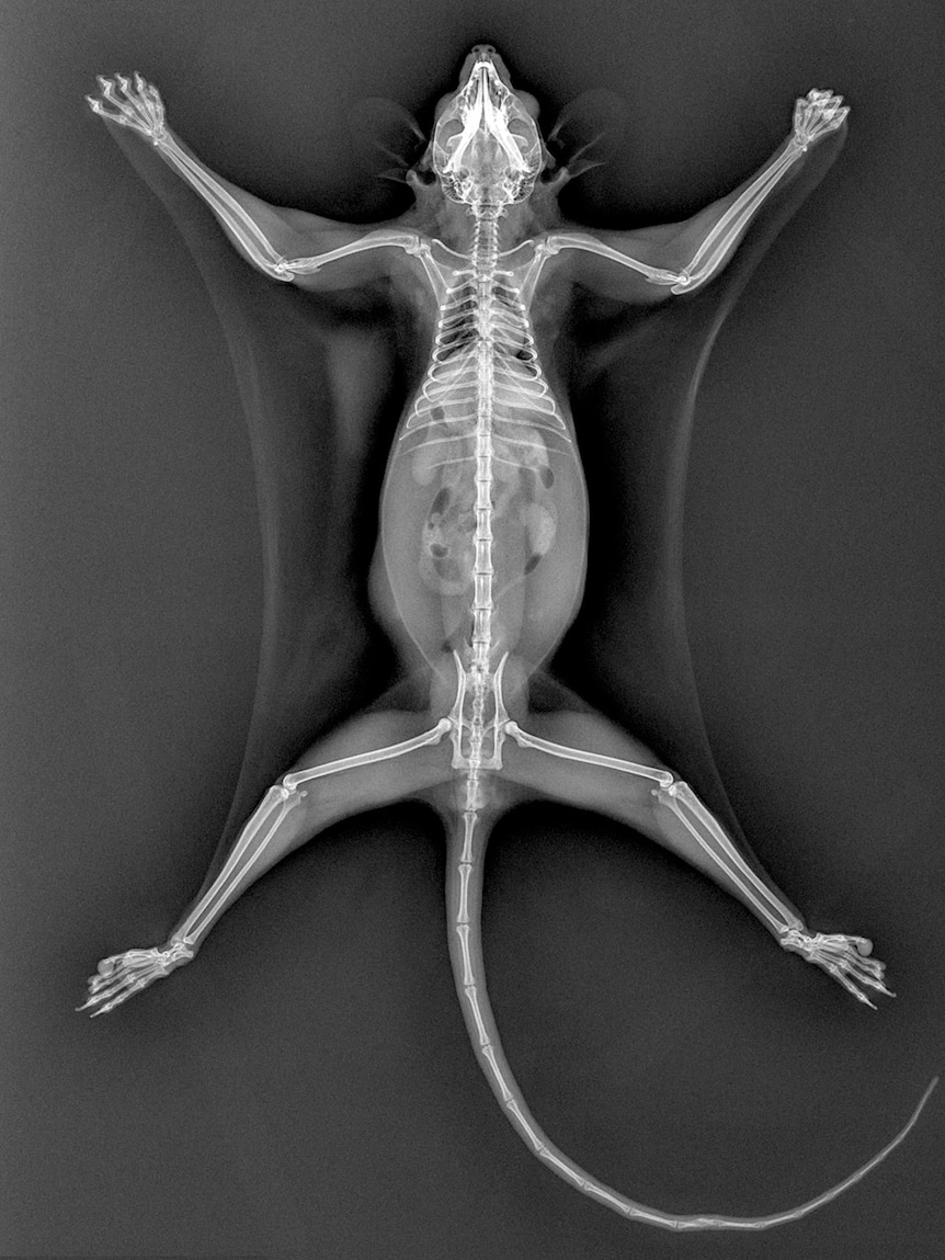 Squirrel Glider (petaurus norfolcensis) full body Xray