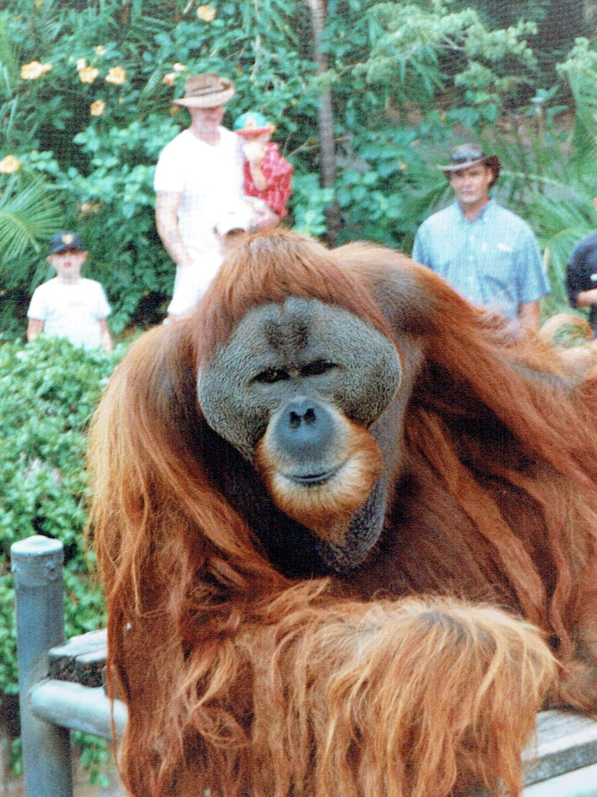 Hsing Hsing escaped his enclosure at Perth Zoo and was only caught because he stopped to free his friends.