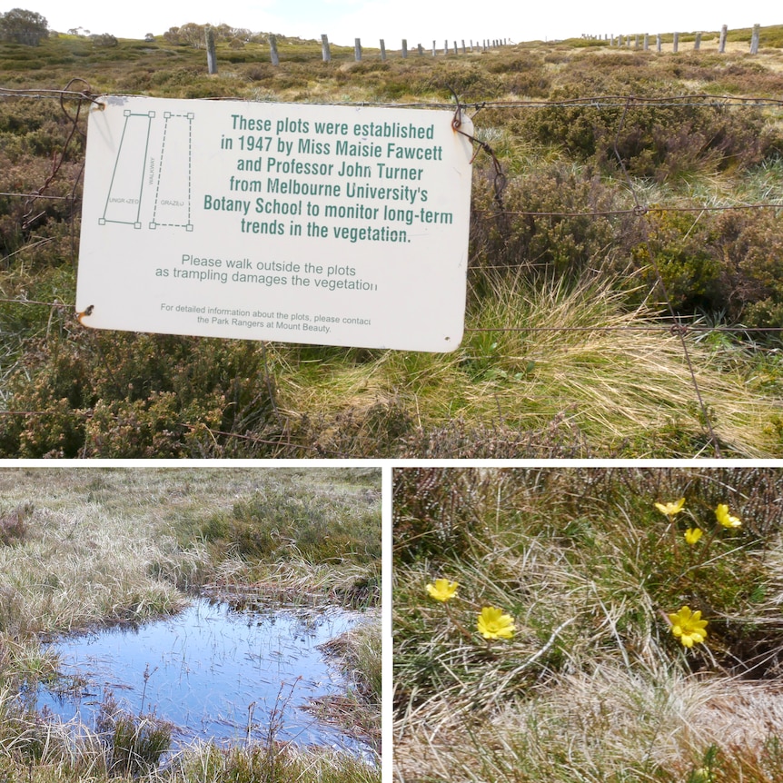 Three images: a sign about the plots on a barbed wire fence, a pool of water in the sub-alpine grasslands, yellow flowers