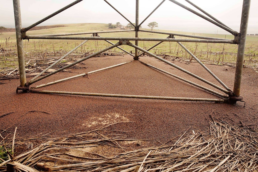 The ground under a metal structure covered in thousands of ladybugs, with a grassy field in the background.