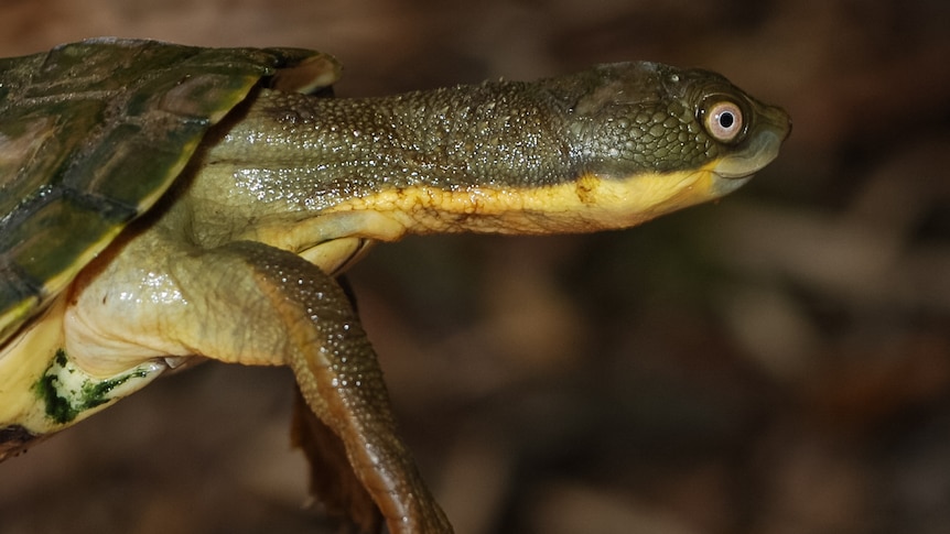 Bellinger River Snapping Turtle listed as critically endangered.