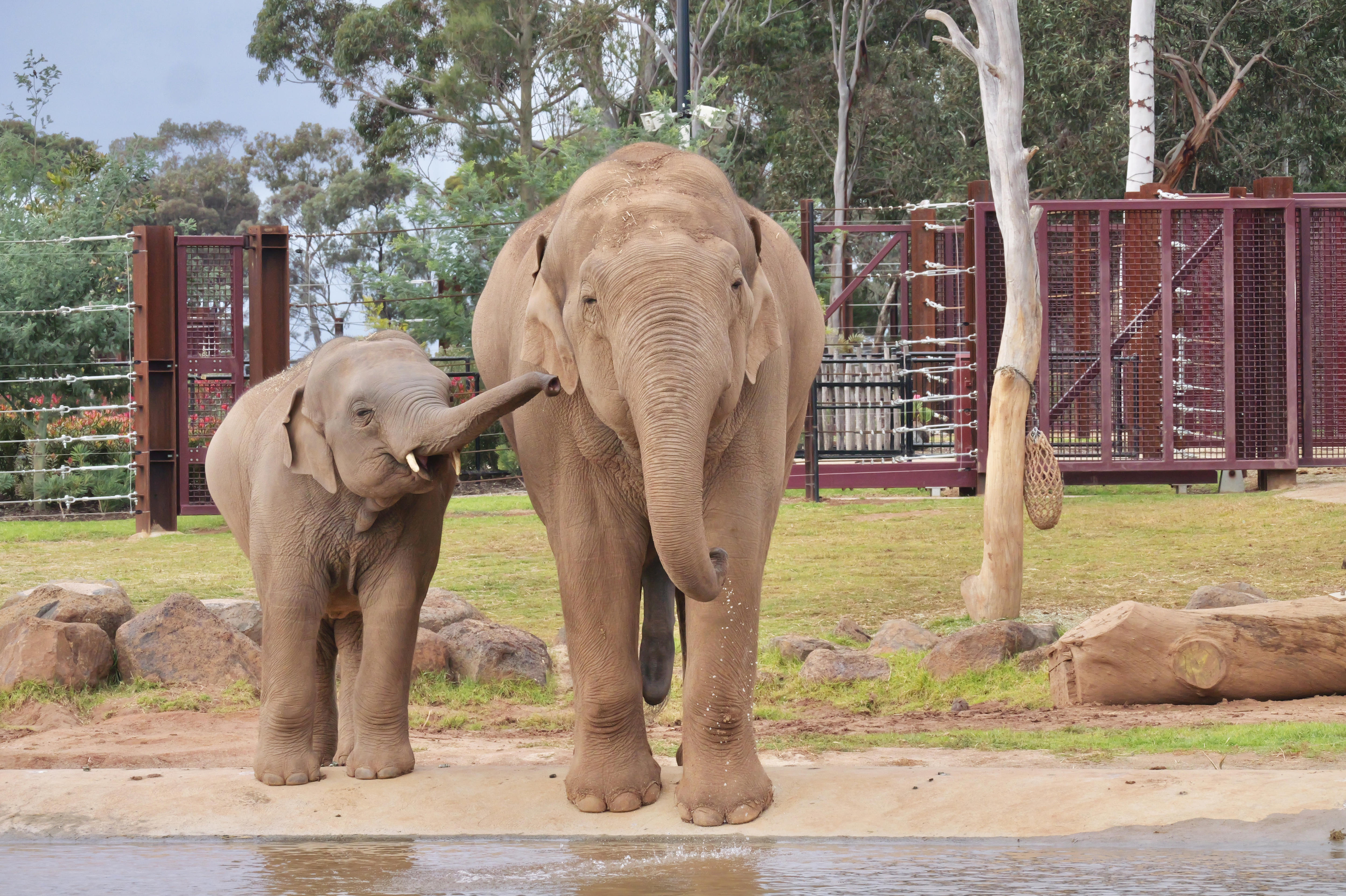 Front-on view of a small elephant lifting its trunk up to the face of its larger mum.