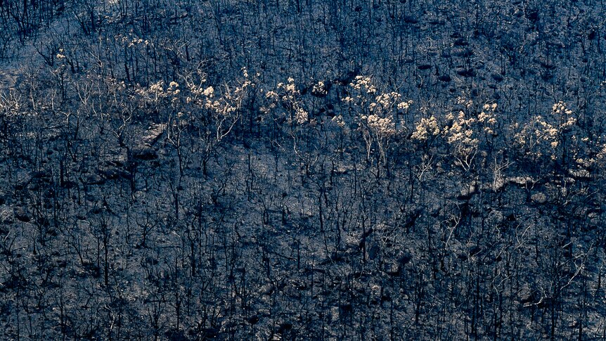 Charred bushland that looks black and blue