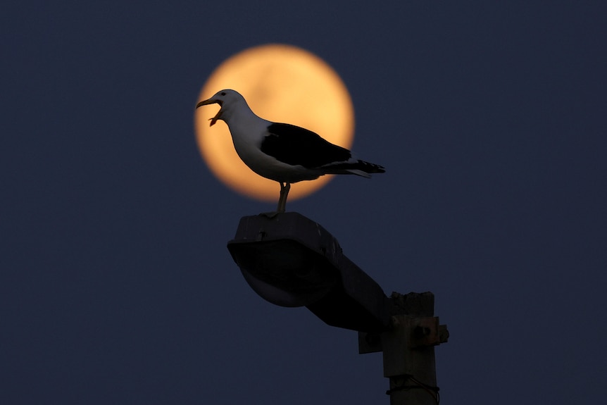 seagull with its beak open with an orangey-coloured moon behind it.