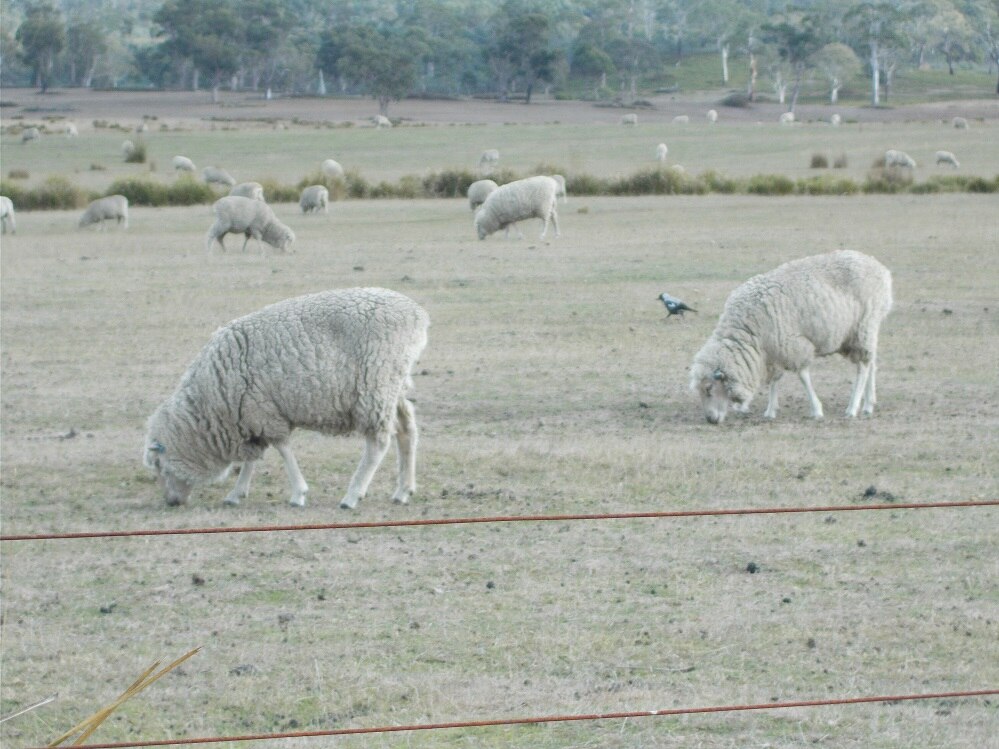 Tasmanian Country Hour - ABC Listen