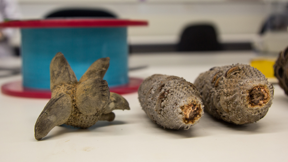 Ryan Tangney's research uses fibre optic cable to test how seeds, including Banksia, respond to fire.