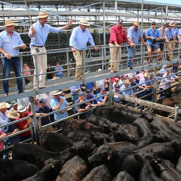 Auctioneers sell a pen of cattle at the Hamilton saleyards, where weaner calf sales are held in January each year.