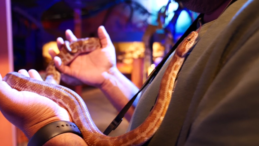 A snake slithers through a man's arms.