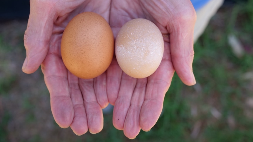A person holds up two eggs of different sizes.