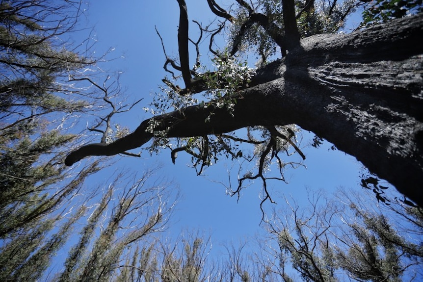 A charcoal-covered tree, with green regrowth sprouting from its branches.