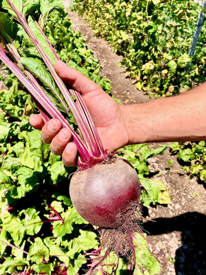 A close up picture of a mans hand holding a freshly picked beetroot.