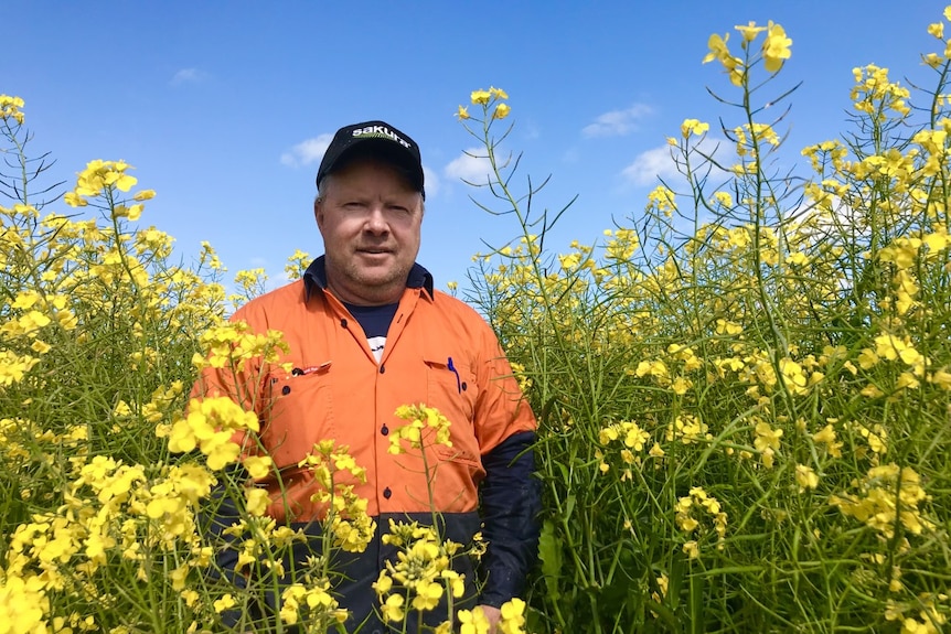 A  farmer  wearing an orange shirt stands in a bright yellow canola crop 